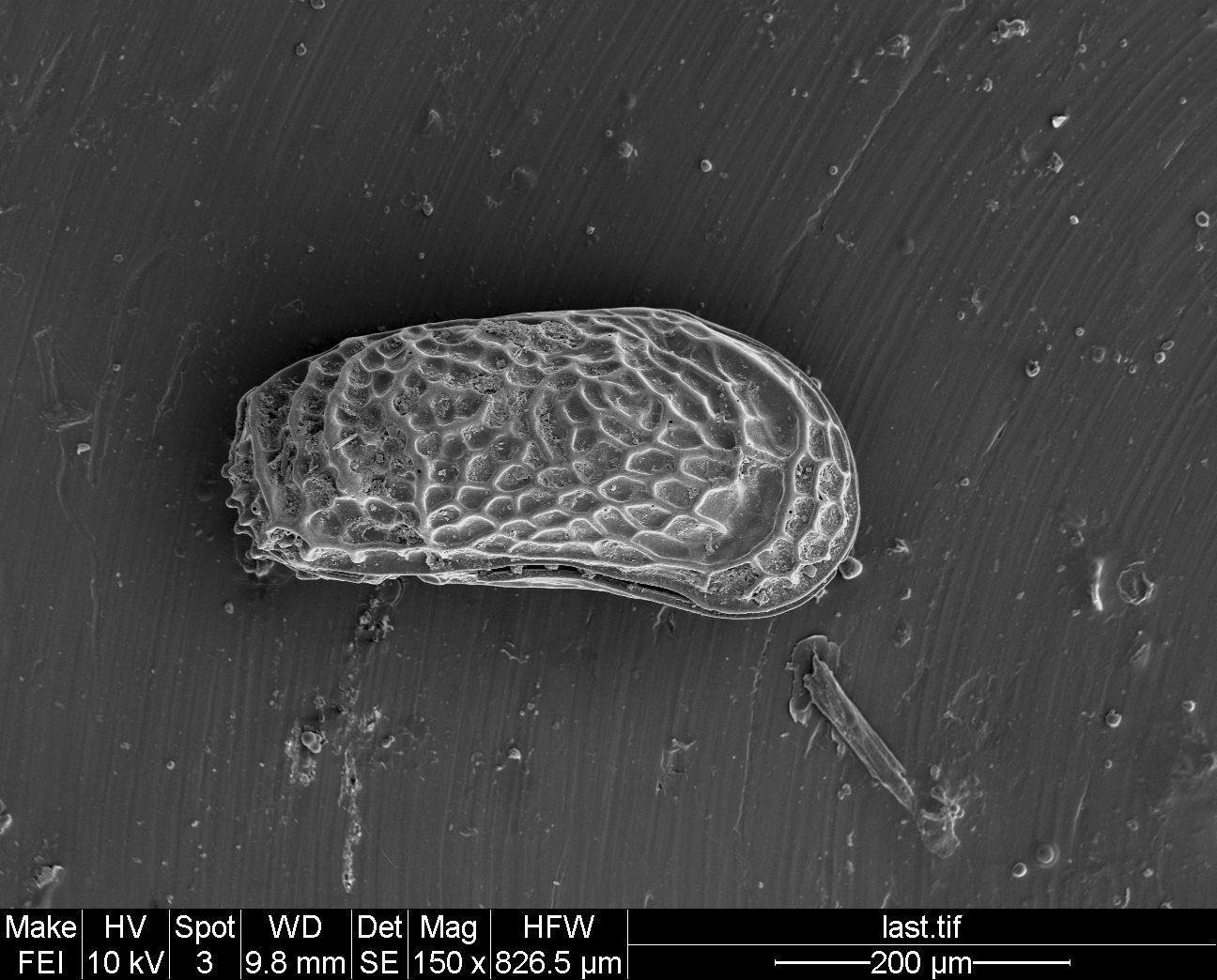 Представитель Семейства Pectocytheridae